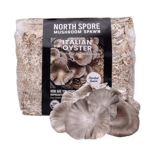 Clear plastic bag of Italian oyster mushroom sawdust spawn, with harvested grey oyster mushrooms in front.