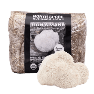 North Spore Lion's Mane mushroom spawn bag with a harvested shaggy white lion's mane mushroom in front.