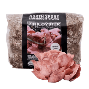 Pink oyster mushroom sawdust spawn bag with a cluster of pink mushrooms in front.