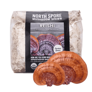 Clear plastic bag of North Spore Reishi mushroom sawdust spawn with two glossy brown reishi mushrooms in front.