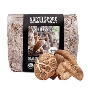 North Spore Shiitake mushroom spawn bag with sawdust block and fresh shiitake mushrooms.