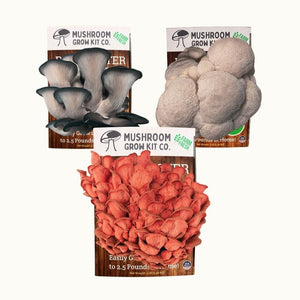 3 Pack - Lion's Mane, Pink, and Blue Oyster Mushroom Growing Kit - 15 LBS