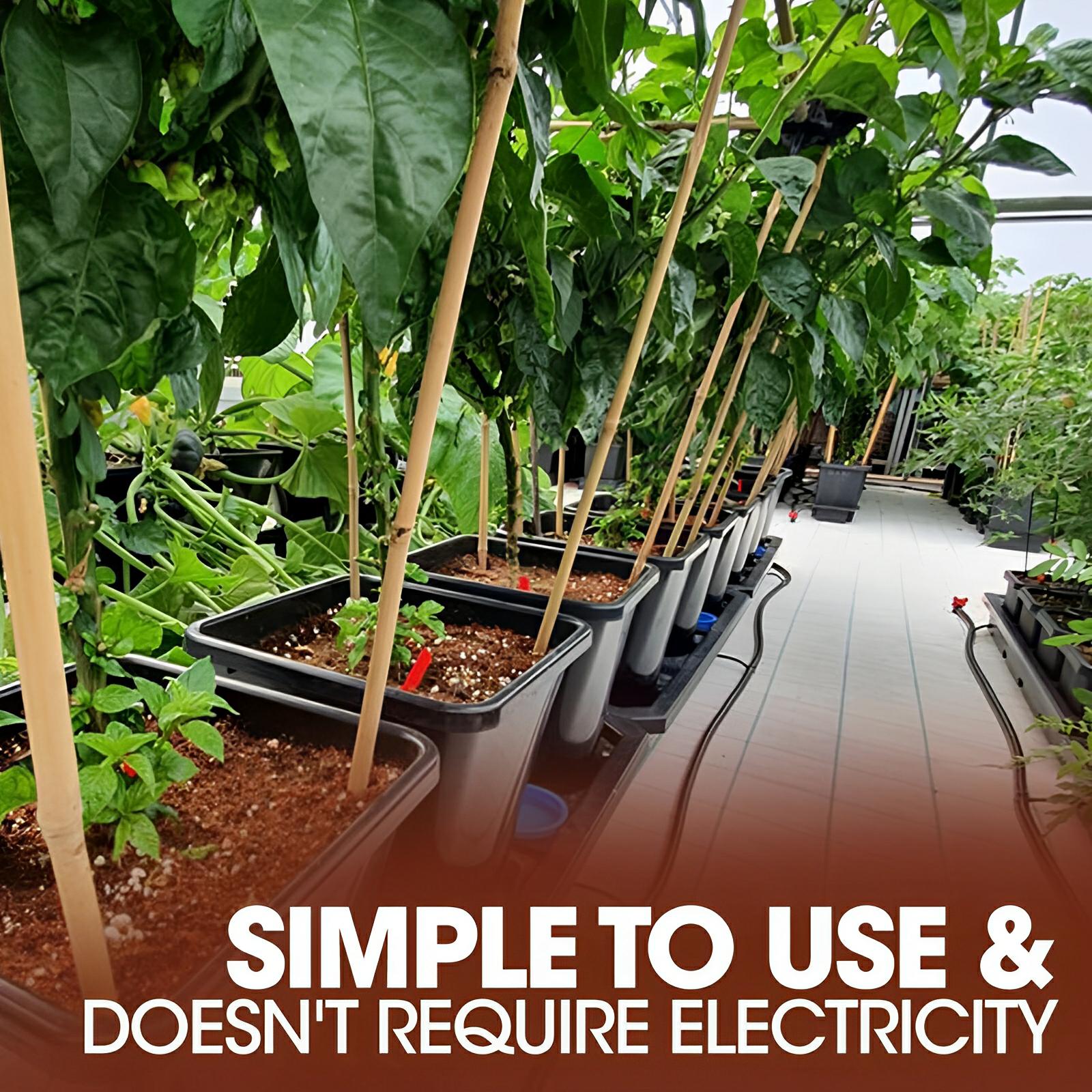 Rows of potted pepper plants in a greenhouse, supported by bamboo stakes and linked by irrigation tubing.