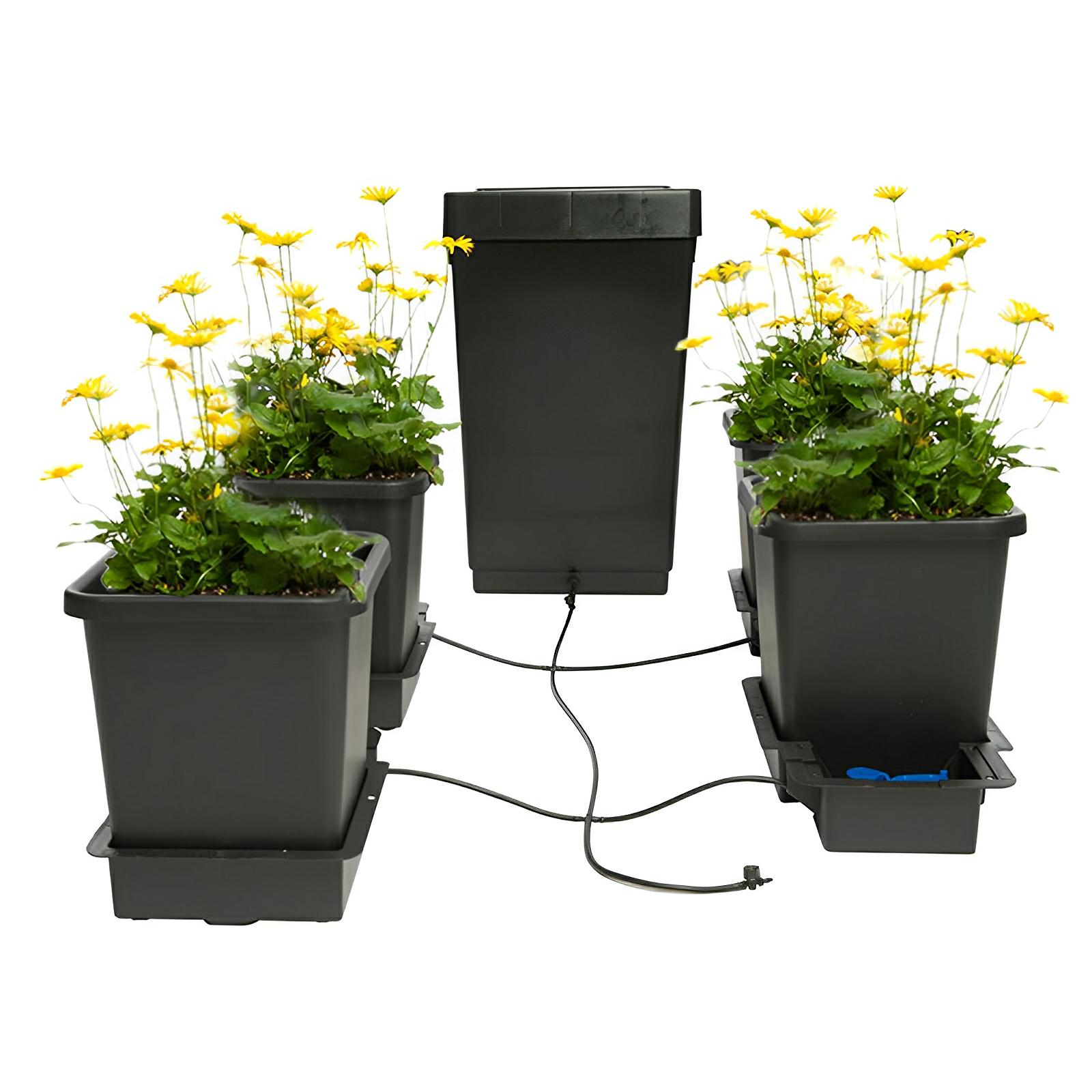 Four black hydroponic pots with yellow flowers, connected by black irrigation tubing to a central black reservoir.