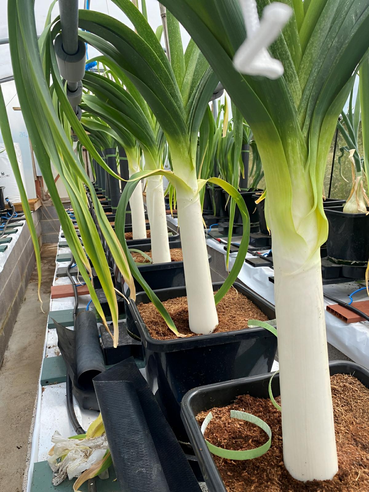 Rows of large, healthy leeks growing in black pots filled with coco coir inside a greenhouse irrigation system.