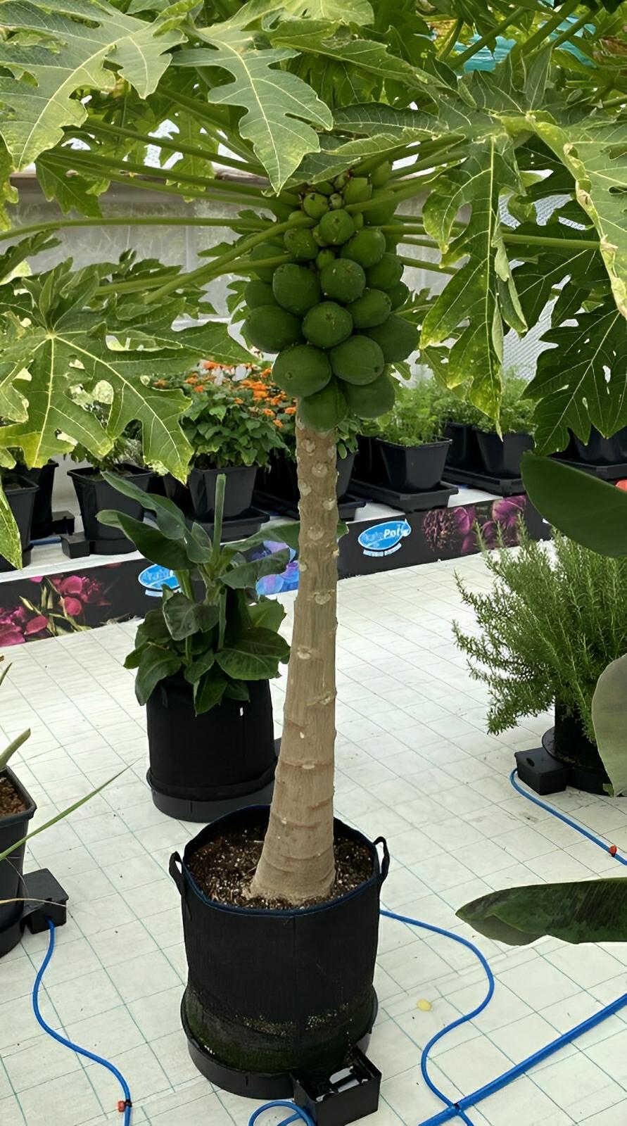 Papaya tree with green fruit growing in a black fabric grow pot inside a hydroponic greenhouse setting.