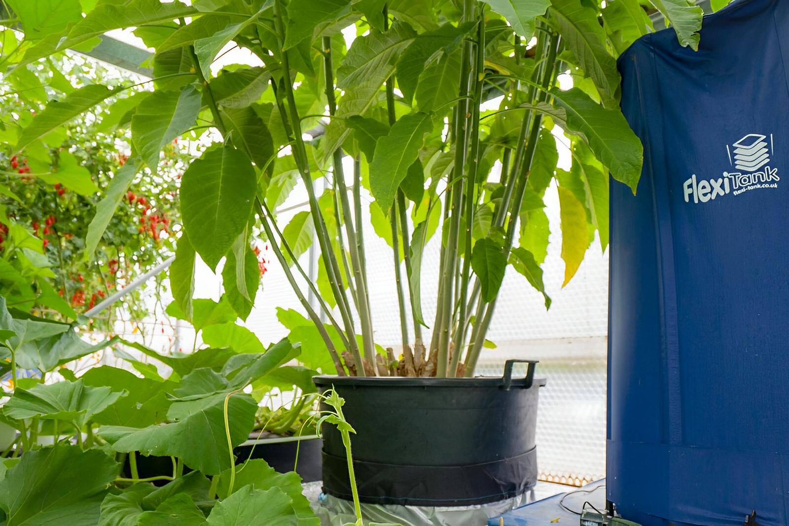 Large green plant in a black plastic pot next to a blue FlexiTank water reservoir in a greenhouse.
