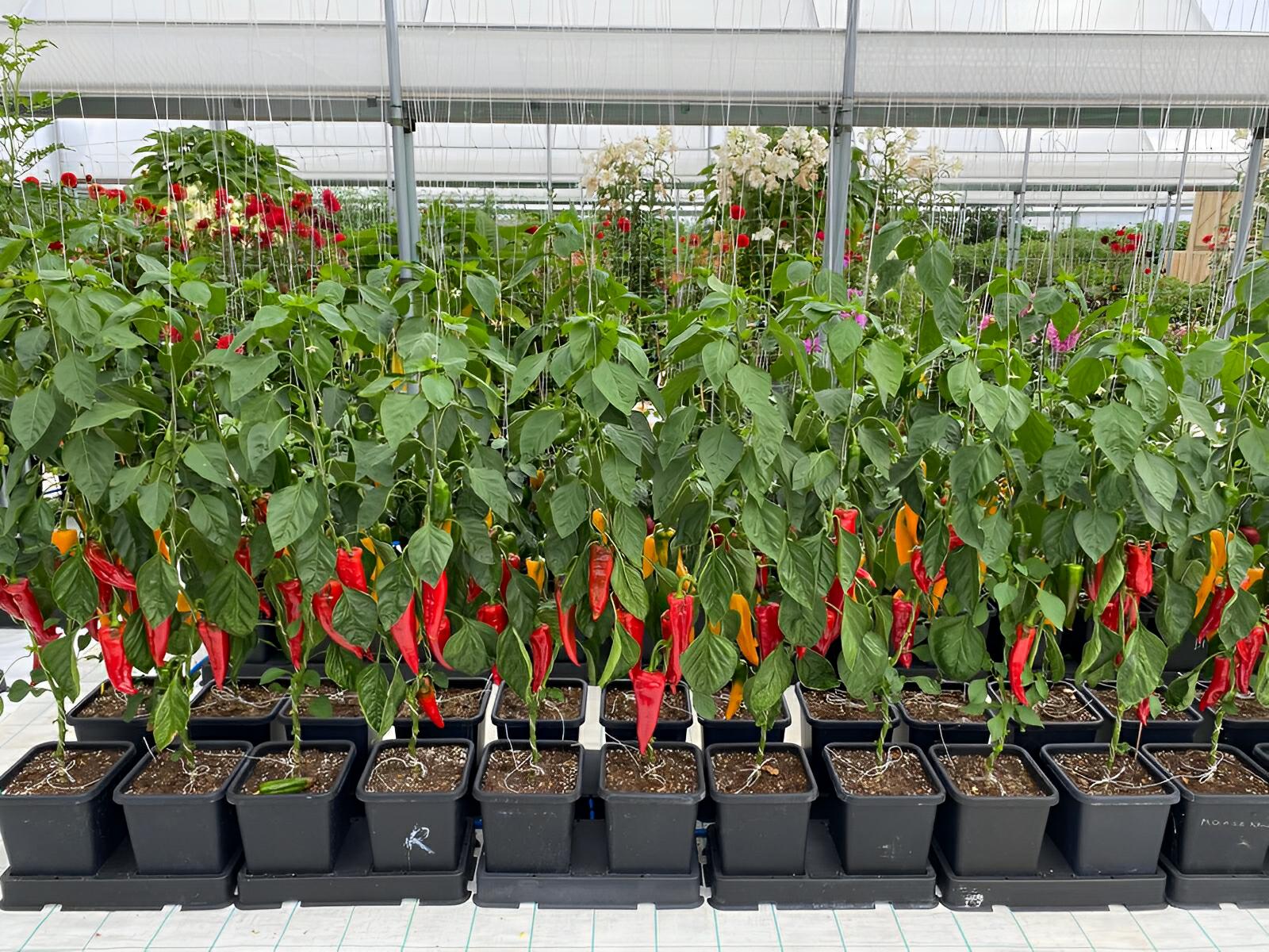 Rows of chili pepper plants in black square pots, trellis-supported in a greenhouse, bearing red and orange fruit.