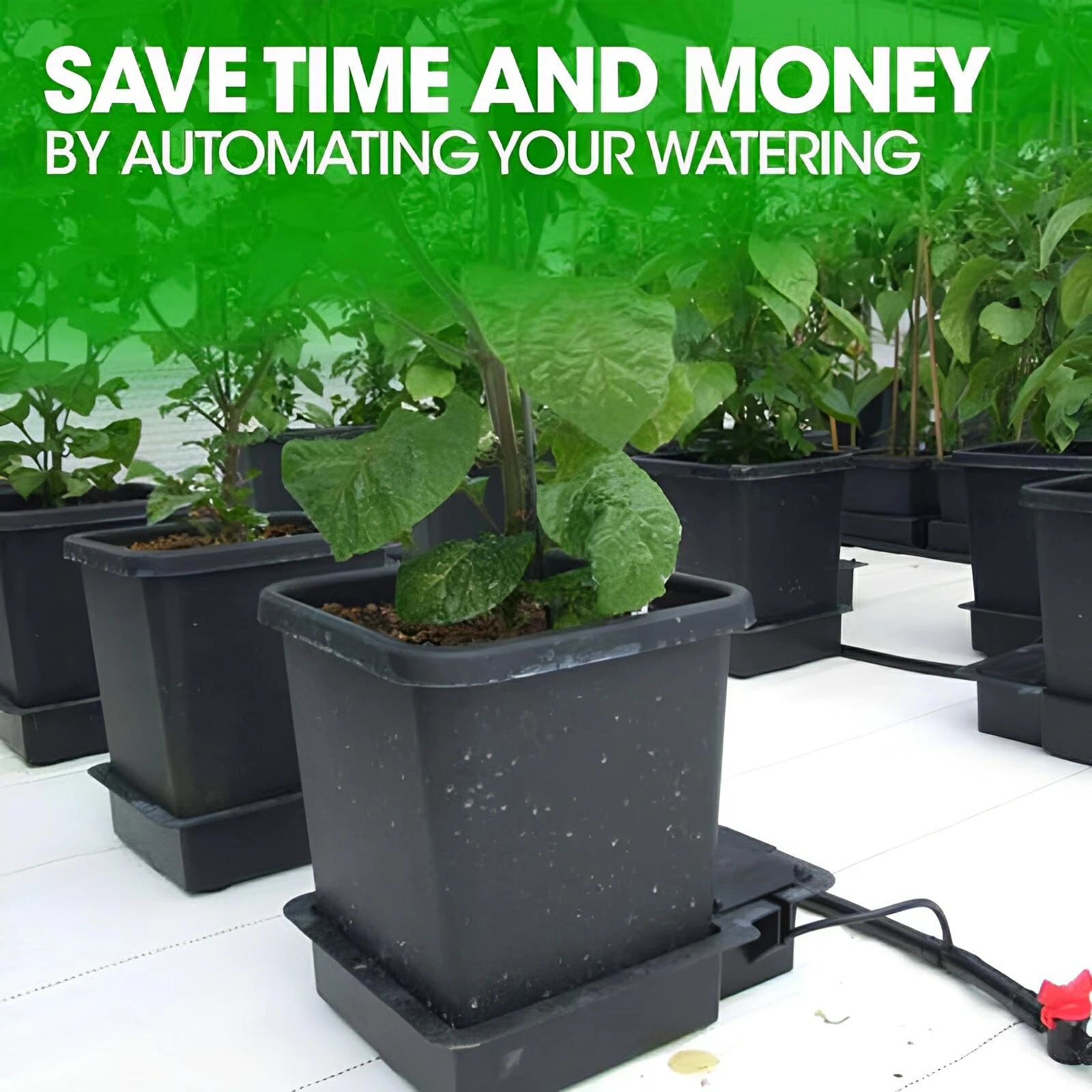 Green plants in square black pots with automated irrigation tubing on a white surface.