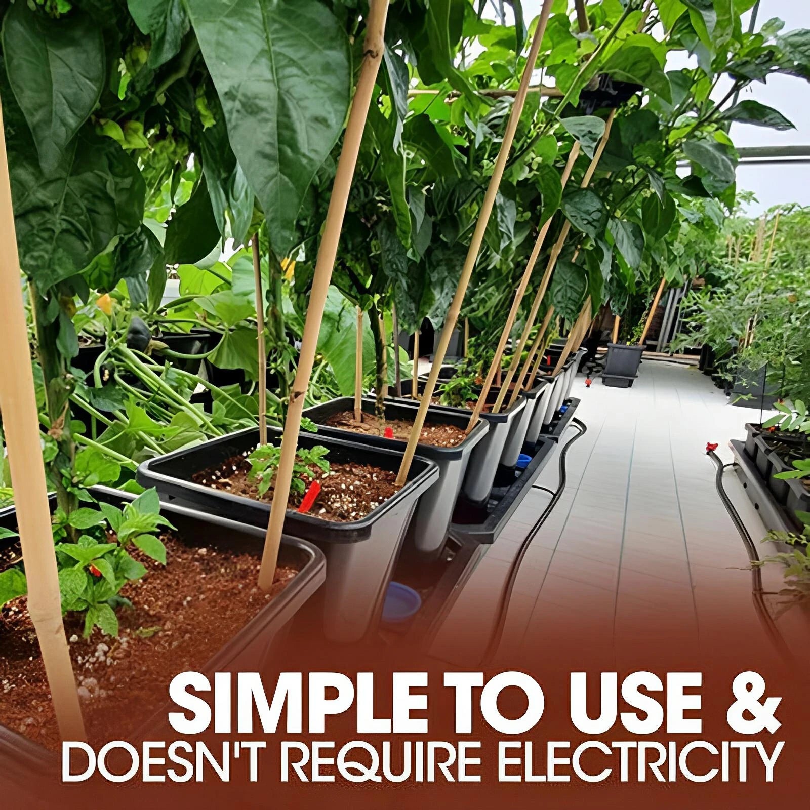 Rows of plants in black pots with bamboo stakes, supported by irrigation lines on a white greenhouse floor.