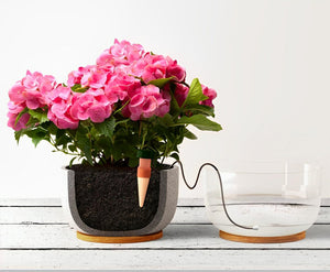 Pink hydrangea in a cross-section planter with a clay watering spike connected to a clear water bowl via black tube.