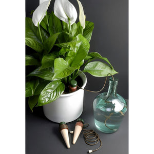 Ceramic watering spikes in a white potted peace lily, connected by brown tubing to a glass water jug.
