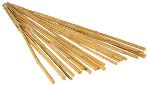 Bundle of thin, natural-colored bamboo plant stakes angled diagonally on a white background.