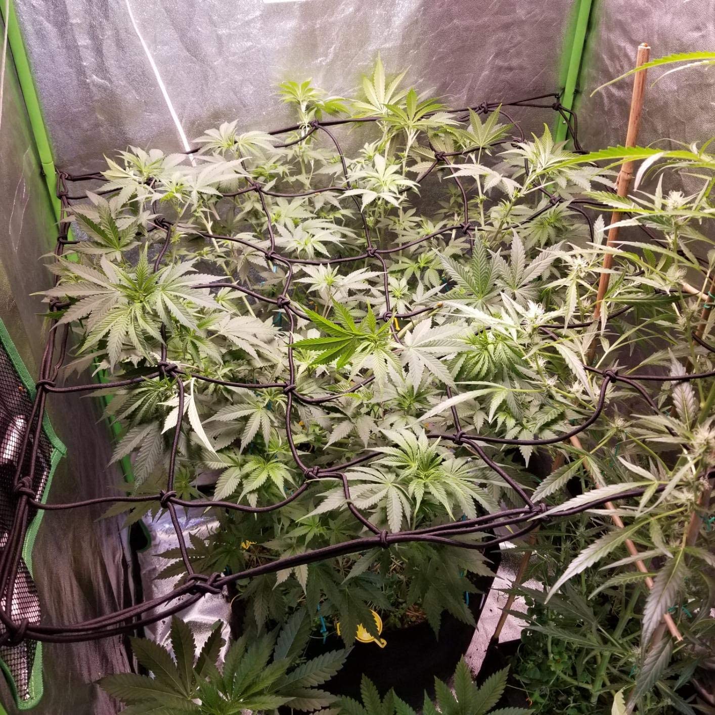 trellis weed plants AC Infinity Grow Tent Trellis Netting Flexible Elastic Cords 2x2'