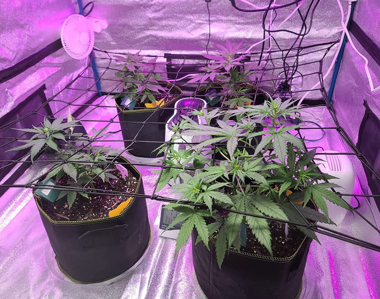 ac infinity 2x4 tent kit AC Infinity Trellis Netting for 2x4 Grow Tents