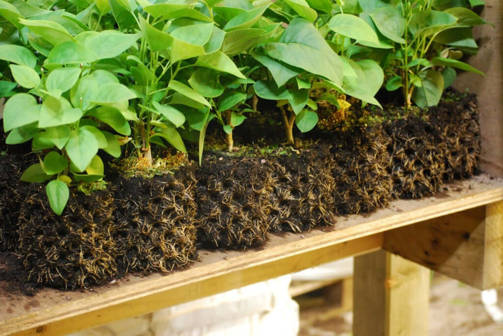 air pruning plants Air-Pot #1 Air Pruning Pots .8 Gallon