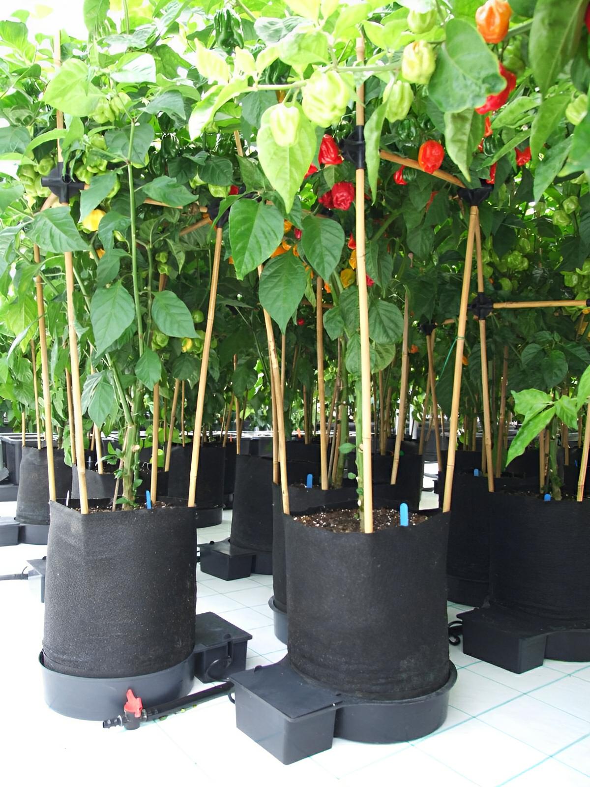 indoor fabric plant pots AutoPot GeoPot Fabric Pot Systems, 1-100 Pots