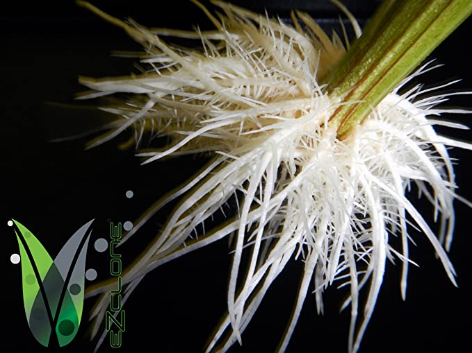 EZ Clone 64 Site Cloning Machine - Happy Hydro