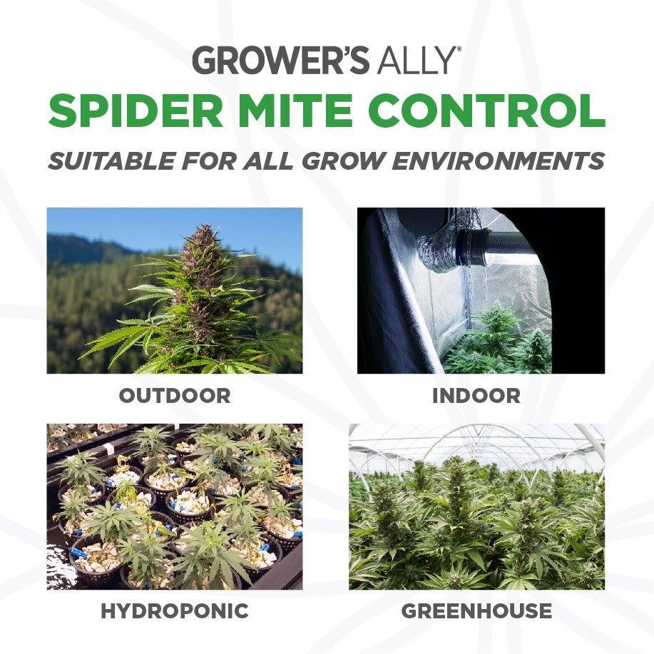 spider mite killer for cannabis plants Grower's Ally Spider Mite Control