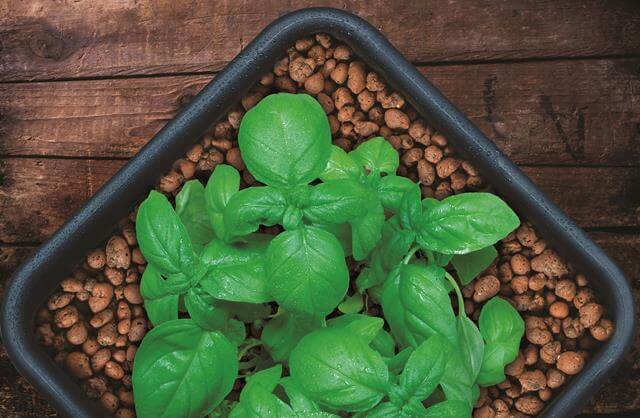 clay pebbles in potted plants GROW!T Clay Pebbles