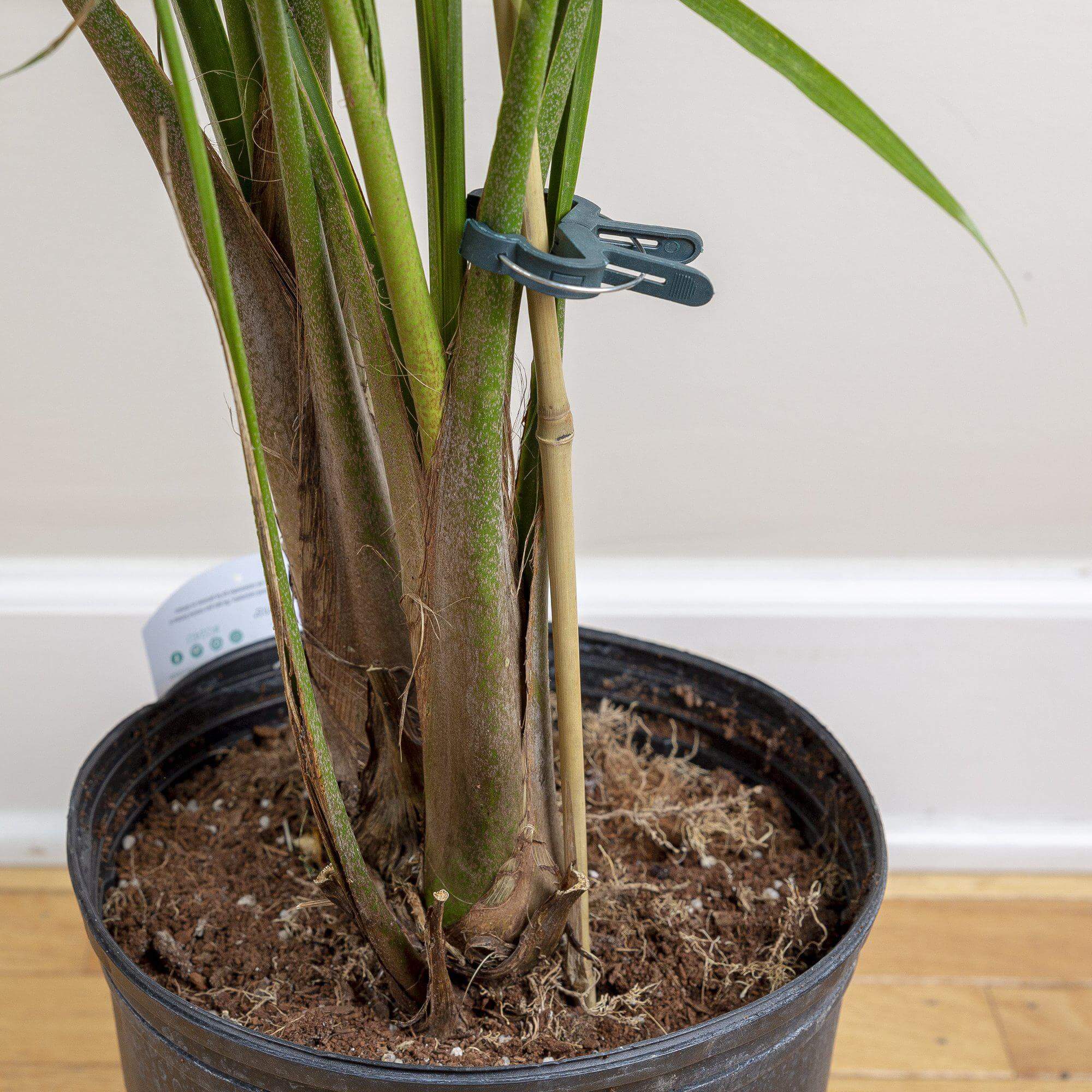 hanging plant clips Spring-Loaded Plant Clips for Vertical Gardening